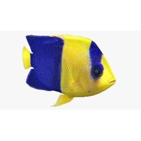 3D Bicolor Angelfish Animated